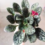 Primulina Yungfuensis - sępolia/fiołek - obrazek 11