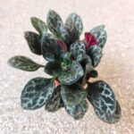 Primulina Yungfuensis - sępolia/fiołek - obrazek 8