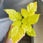Radermachera sinica Aurea - obrazek 5