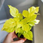 Radermachera sinica Aurea - obrazek 4