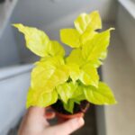 Radermachera sinica Aurea - obrazek 3