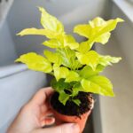 Radermachera sinica Aurea - obrazek 2