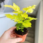 Radermachera sinica Aurea - obrazek 9