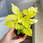 Radermachera sinica Aurea - obrazek 8