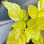 Radermachera sinica Aurea - obrazek 7