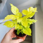 Radermachera sinica Aurea