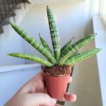 Sansevieria Boncellensis S / Sansewieria - obrazek 4