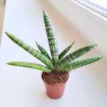 Sansevieria Boncellensis S / Sansewieria - obrazek 6