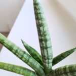 Sansevieria Boncellensis S / Sansewieria - obrazek 5