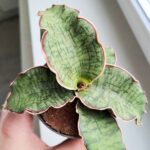 Sansewieria / Sansevieria Star Green Granite