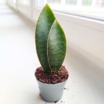 Sansewieria / Sansevieria masoniana CONGO / Double leaf
