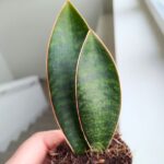 Sansewieria / Sansevieria masoniana CONGO / Double leaf - obrazek 5