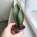 Sansewieria / Sansevieria masoniana CONGO / Double leaf - obrazek 4