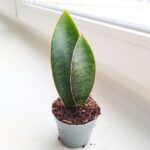 Sansewieria / Sansevieria masoniana CONGO / Double leaf - obrazek 3