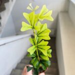 Szeflera / Schefflera Triangularis - obrazek 6