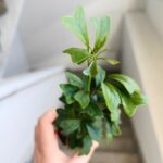 Szeflera / Schefflera Triangularis - obrazek 12