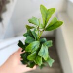 Szeflera / Schefflera Triangularis - obrazek 11