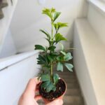 Szeflera / Schefflera Triangularis - obrazek 10