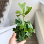 Szeflera / Schefflera Triangularis - obrazek 9