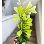 Szeflera / Schefflera Triangularis