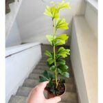 Szeflera / Schefflera Triangularis - obrazek 7