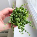 Senecio Rowleyanus / Starzec rowleya / sukulent - sznur pereł - obrazek 3