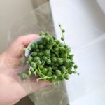 Senecio Rowleyanus / Starzec rowleya / sukulent - sznur pereł - obrazek 15