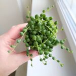 Senecio Rowleyanus / Starzec rowleya / sukulent - sznur pereł - obrazek 14