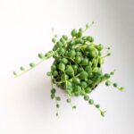 Senecio Rowleyanus / Starzec rowleya / sukulent - sznur pereł - obrazek 13