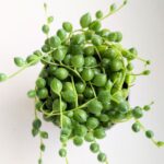 Senecio Rowleyanus / Starzec rowleya / sukulent - sznur pereł - obrazek 12