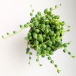 Senecio Rowleyanus / Starzec rowleya / sukulent - sznur pereł - obrazek 8