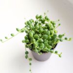 Senecio Rowleyanus / Starzec rowleya / sukulent - sznur pereł - obrazek 7