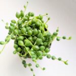 Senecio Rowleyanus / Starzec rowleya / sukulent - sznur pereł