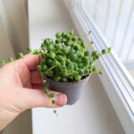 Senecio Rowleyanus / Starzec rowleya / sukulent - sznur pereł - obrazek 4