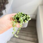 Senecio Rowleyanus Variegata / Starzec rowleya / sukulent - sznur pereł - obrazek 2