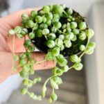 Senecio Rowleyanus Variegata / Starzec rowleya / sukulent - sznur pereł - obrazek 7
