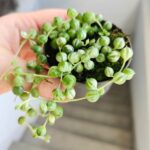 Senecio Rowleyanus Variegata / Starzec rowleya / sukulent - sznur pereł - obrazek 3
