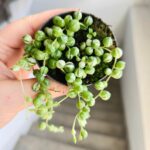 Senecio Rowleyanus Variegata / Starzec rowleya / sukulent - sznur pereł - obrazek 9