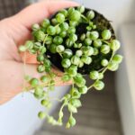 Senecio Rowleyanus Variegata / Starzec rowleya / sukulent - sznur pereł