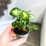 Syngonium Pixie - Zroślicha - obrazek 5