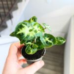 Syngonium Pixie - Zroślicha - obrazek 8