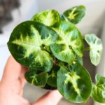 Syngonium Pixie - Zroślicha