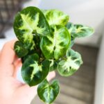 Syngonium Pixie - Zroślicha - obrazek 6