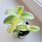 Tradescantia / trzykrotka Sillamontana - obrazek 2