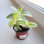 Tradescantia / trzykrotka Sillamontana - obrazek 3