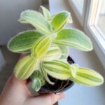 Tradescantia / trzykrotka Sillamontana - obrazek 8