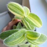 Tradescantia / trzykrotka Sillamontana - obrazek 9