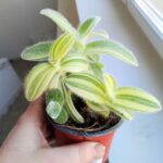 Tradescantia / trzykrotka Sillamontana - obrazek 10