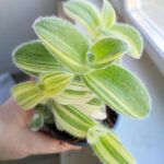 Tradescantia / trzykrotka Sillamontana - obrazek 11