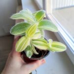 Tradescantia / trzykrotka Sillamontana - obrazek 7